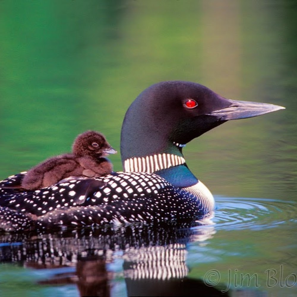 Meet your Posher, Faye